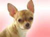Chihuahua Jessie