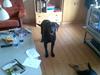 Labrador retriever waps