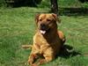 Blanding af racer Rottweiler/hyrdehund, Navn:bella [ Himmelhund]