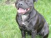Staffordshire bull terrier Gucci