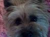 Cairn terrier Silja