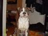 Amerikansk staffordshire terrier Pablo
