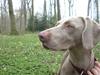Weimaraner Emma<3