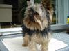 Yorkshire terrier Figini's Buster 