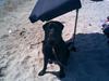 Blanding af racer rotweiler/labrador.