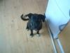 Amerikansk staffordshire terrier vaps
