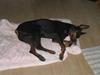 Dobermann Tino