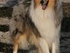 Collie langhåret Silver