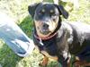 Rottweiler freja