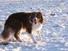 Border collie Jumper