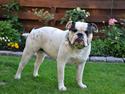 Olde english bulldogge Bullforce møffe