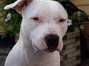 Amerikansk staffordshire terrier Sheila R.I.P.