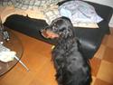 Gordon setter Bella