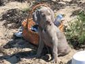 Weimaraner Sønderskovens Debbie