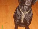 Labrador retriever Sandy.