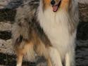 Collie langhåret Silver
