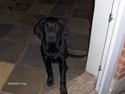 Labrador retriever emma  ( I himlen )- sasja