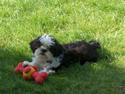 Shih tzu Gizmo