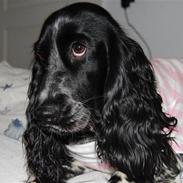 Cocker spaniel Lady <333 xD