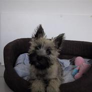 Cairn terrier Snoopy