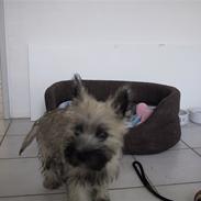 Cairn terrier Snoopy