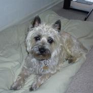 Cairn terrier Snoopy