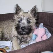 Cairn terrier Snoopy