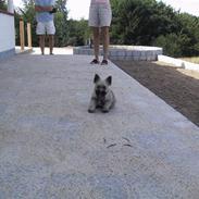 Cairn terrier Snoopy