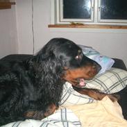 Gordon setter Bella