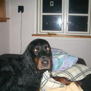 Gordon setter Bella