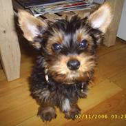 Yorkshire terrier Nemo