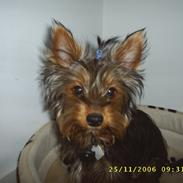 Yorkshire terrier Nemo