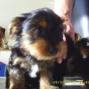 Yorkshire terrier Nemo