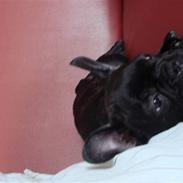 Fransk bulldog Basse