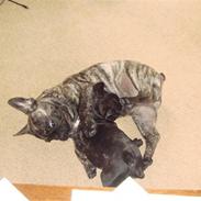 Fransk bulldog Basse