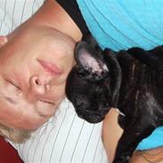 Fransk bulldog Basse