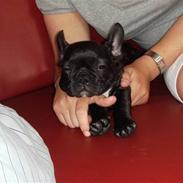 Fransk bulldog Basse