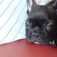 Fransk bulldog Basse