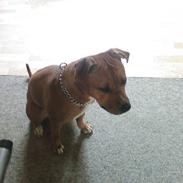 Amerikansk bulldog diva