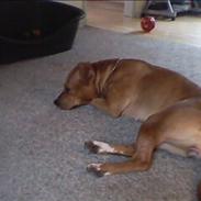 Amerikansk bulldog diva