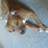 Amerikansk bulldog diva