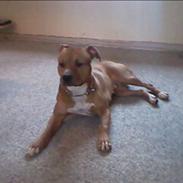 Amerikansk bulldog diva