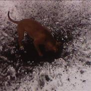 Amerikansk bulldog diva