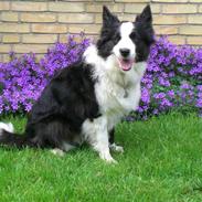 Border collie Tilde