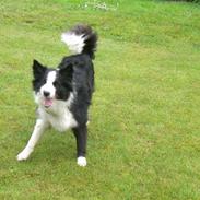 Border collie Tilde