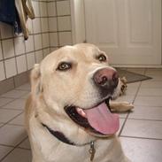 Labrador retriever ¤Kato¤