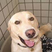 Labrador retriever ¤Kato¤