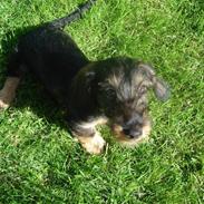 Gravhund Ruhåret Eddie RIP November 2017