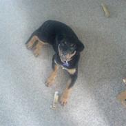 Rottweiler Chila