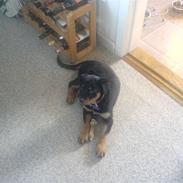 Rottweiler Chila